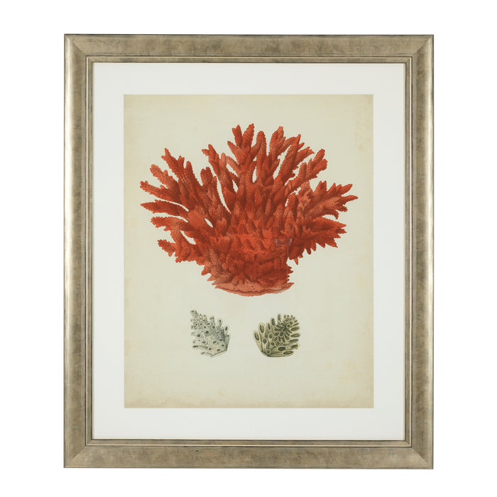 Fotoobraz Eichholtz Antique Red Corals, zestaw 6 szt.