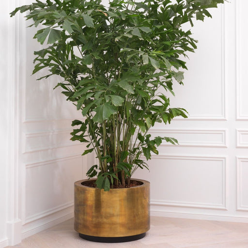 M (ø 79.5 x H. 54 cm)